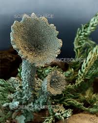 Attēlu rezultāti vaicājumam “Cladonia”