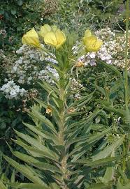Attēlu rezultāti vaicājumam “Oenothera biennis flower”