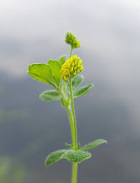 Attēlu rezultāti vaicājumam “Medicago lupulina bud”