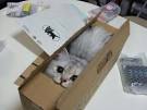 cat in a box