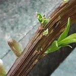 Attēlu rezultāti vaicājumam “Salix triandra fruit”