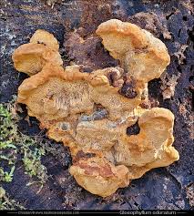 Attēlu rezultāti vaicājumam “Gloeophyllum odoratum”