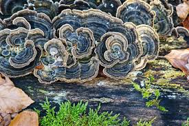 Attēlu rezultāti vaicājumam “Trametes”