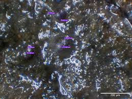Attēlu rezultāti vaicājumam “Licea testudinacea young”