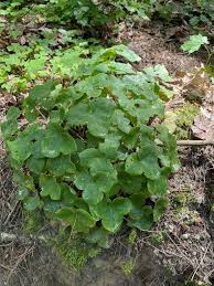 Attēlu rezultāti vaicājumam “Hepatica nobilis leaf”