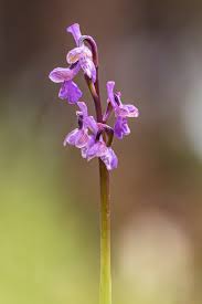 Attēlu rezultāti vaicājumam “Orchis morio”