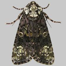 Attēlu rezultāti vaicājumam “Craniophora ligustri”