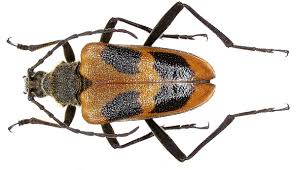 Attēlu rezultāti vaicājumam “Pachyta quadrimaculata”