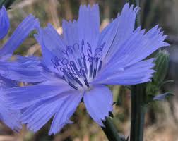 Attēlu rezultāti vaicājumam “Cichorium intybus flower”