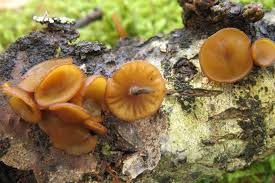 Attēlu rezultāti vaicājumam “Rutstroemia firma”