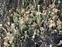 Attēlu rezultāti vaicājumam “Cladonia botrytes”