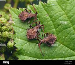 Attēlu rezultāti vaicājumam “Coreus marginatus nymph”