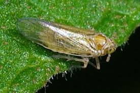 Attēlu rezultāti vaicājumam “Javesella pellucida”