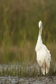 Attēlu rezultāti vaicājumam “Egretta alba adult”