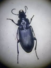 Attēlu rezultāti vaicājumam “Pterostichus melanarius”