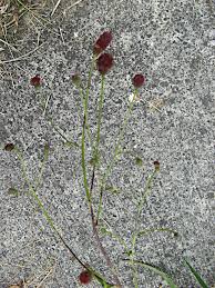 Attēlu rezultāti vaicājumam “Sanguisorba officinalis bud”