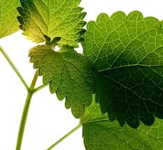 Attēlu rezultāti vaicājumam “Melissa officinalis leaf”