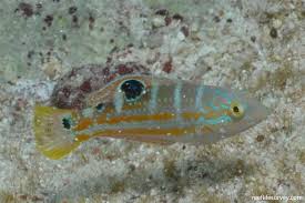 Image result for Halichoeres radiatus