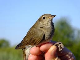 Image result for Luscinia luscinia