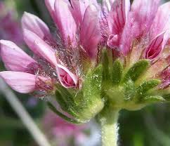 Attēlu rezultāti vaicājumam “Anthyllis maritima bud”