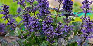 Attēlu rezultāti vaicājumam “Ajuga reptans flower”