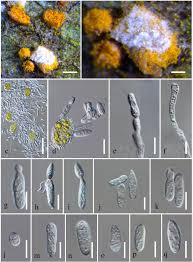 Attēlu rezultāti vaicājumam “Coleosporium sp.”