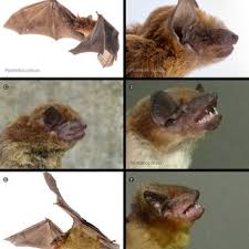 Attēlu rezultāti vaicājumam “Chiroptera”