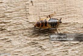 Attēlu rezultāti vaicājumam “Ectobius sylvestris female”
