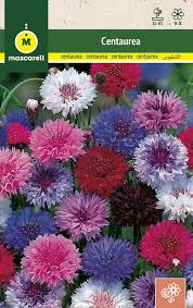 Attēlu rezultāti vaicājumam “Centaurea”