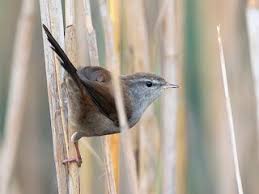 Image result for Cettia cetti