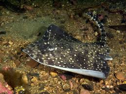 Image result for Leucoraja ocellata