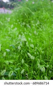 Attēlu rezultāti vaicājumam “Setaria glauca”