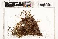 Attēlu rezultāti vaicājumam “Pohlia wahlenbergii var. calcarea”