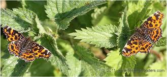 Attēlu rezultāti vaicājumam “Araschnia levana”