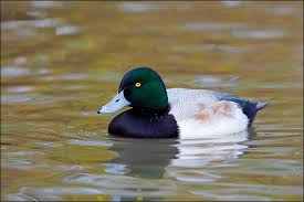 Image result for Aythya marila