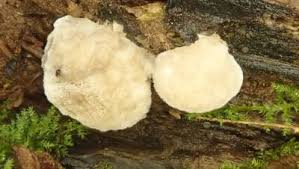 Attēlu rezultāti vaicājumam “Lycogala flavofuscum spores”