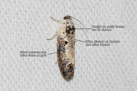 Attēlu rezultāti vaicājumam “Hedya salicella”