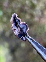 Attēlu rezultāti vaicājumam “Lycogala asperum young”