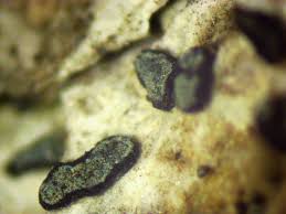 Attēlu rezultāti vaicājumam “Alyxoria varia”