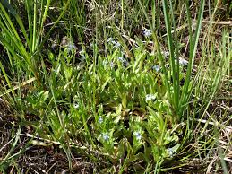 Attēlu rezultāti vaicājumam “Myosotis laxa subsp. baltica”