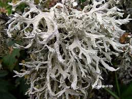 Attēlu rezultāti vaicājumam “Evernia prunastri”