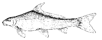 Image result for Cycleptus elongatus