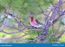 Attēlu rezultāti vaicājumam “Carduelis flammea male”