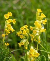 Attēlu rezultāti vaicājumam “Primula veris fruit”