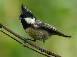 Attēlu rezultāti vaicājumam “Periparus ater adult”