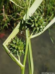 Attēlu rezultāti vaicājumam “Sparganium neglectum fruit”