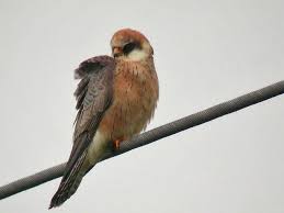 Attēlu rezultāti vaicājumam “Falco vespertinus adult”