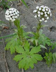 Attēlu rezultāti vaicājumam “Petasites spurius flower”