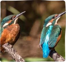 Image result for Kingfishers Netball Club