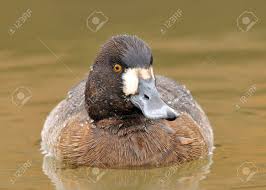 Image result for Aythya affinis